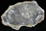 Petrified Wood (Tropical Hardwood) Slab - Indonesia #28240-1